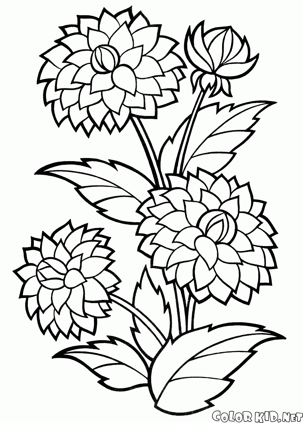 Cornflower coloring #3, Download drawings
