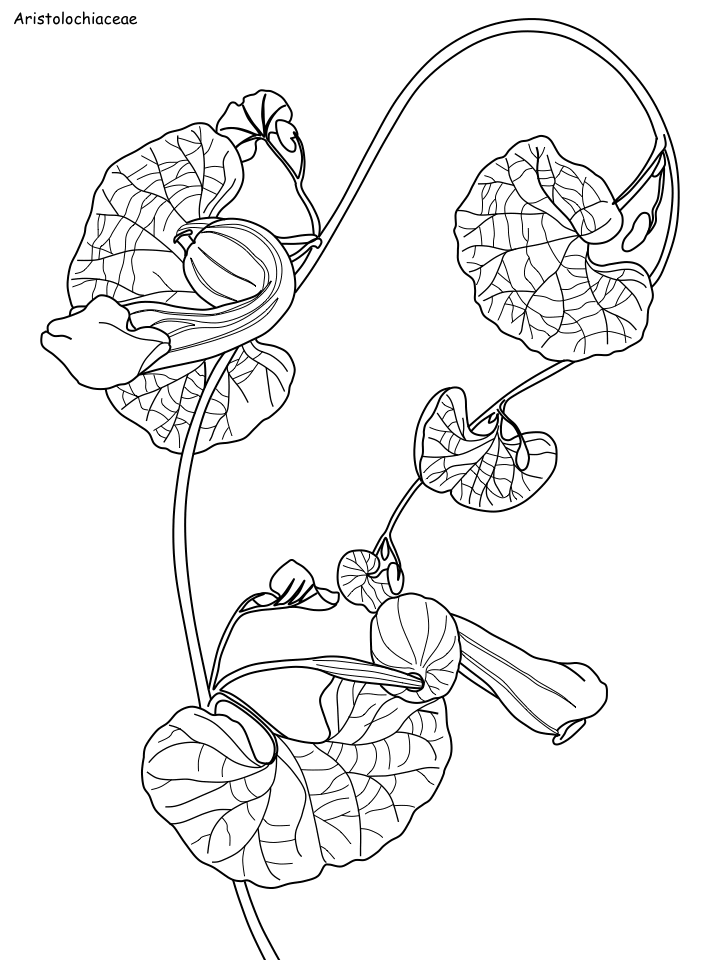 Daintree Rainforest coloring #8, Download drawings
