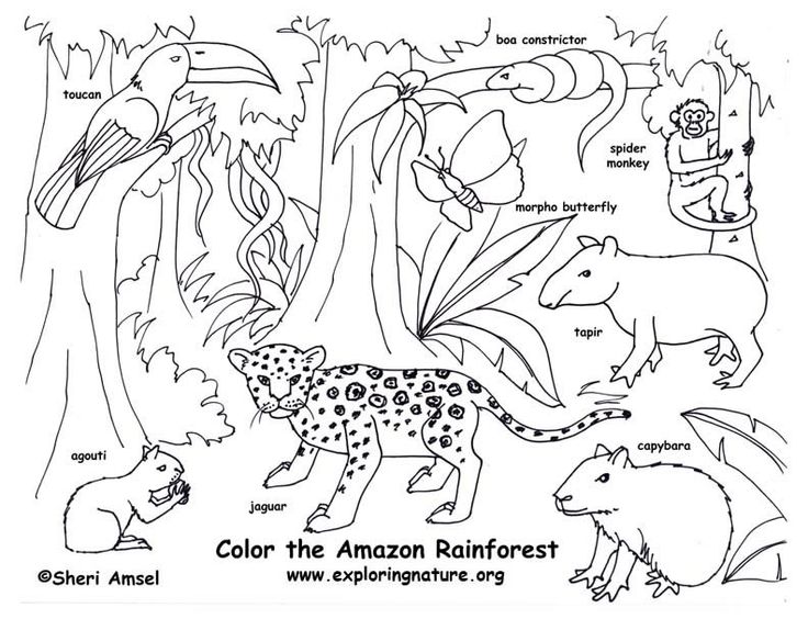Daintree Rainforest coloring #11, Download drawings