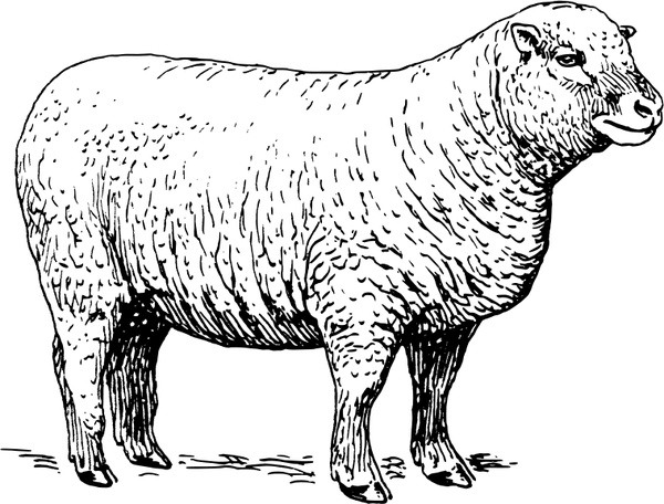 Dall Sheep svg #17, Download drawings