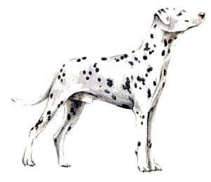 Dalmation clipart #1, Download drawings