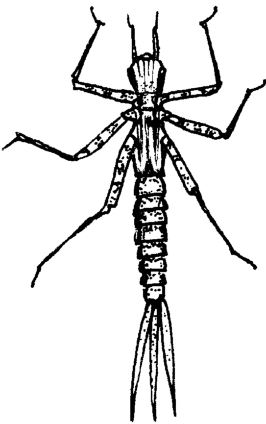 Damselfly clipart #2, Download drawings