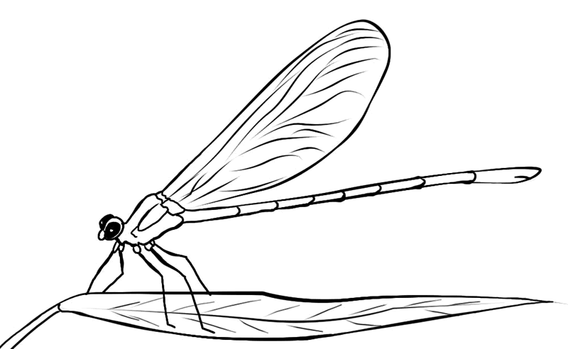 Dragonfly coloring #5, Download drawings