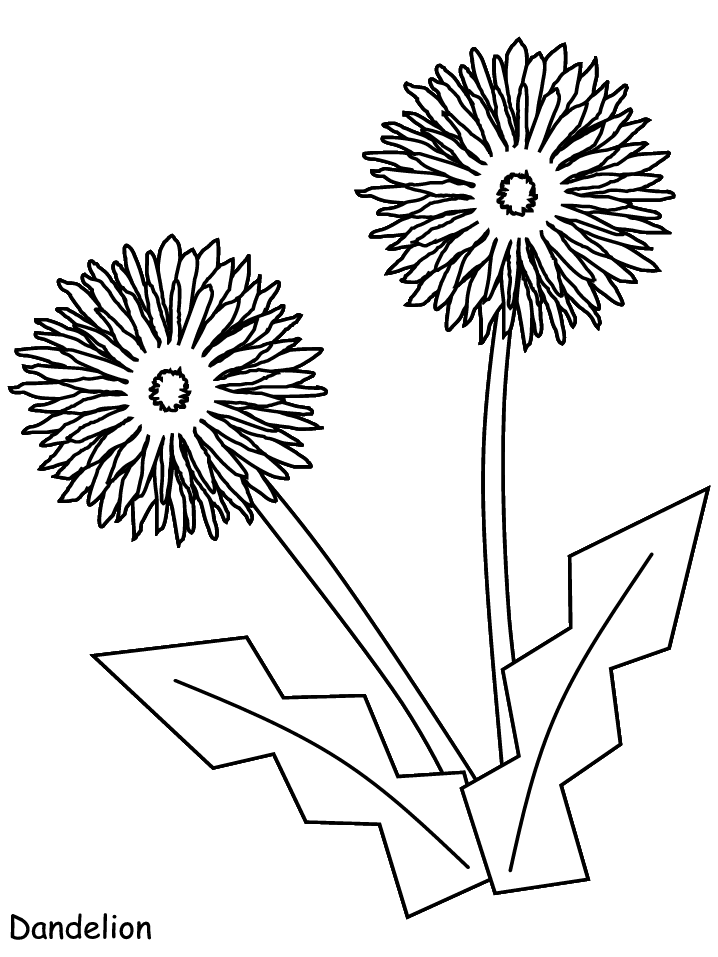 Dandelion coloring #16, Download drawings