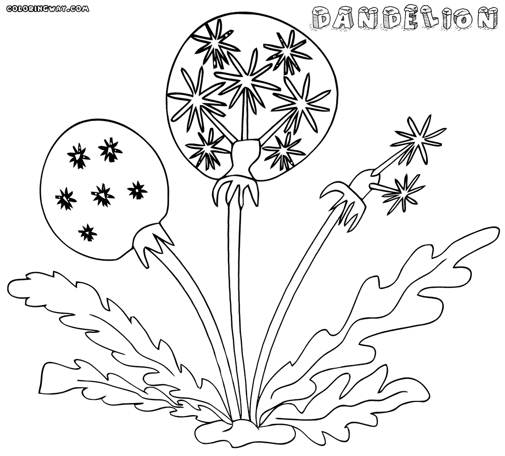 Dandelion coloring #14, Download drawings
