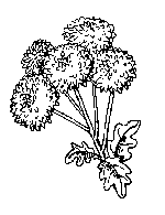 Dandelion coloring #8, Download drawings