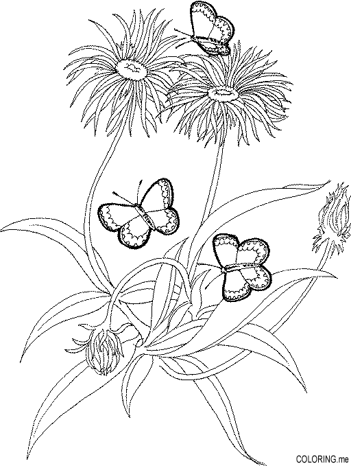 Dandelion coloring #4, Download drawings
