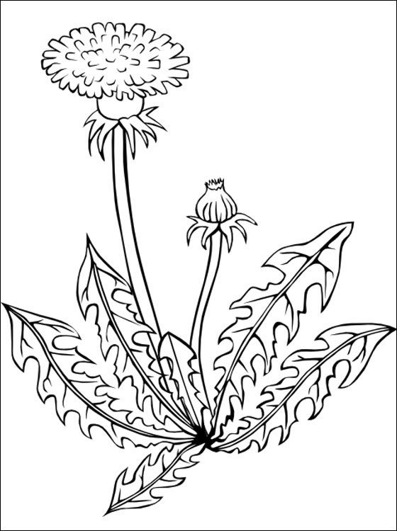 Dandelion coloring #17, Download drawings