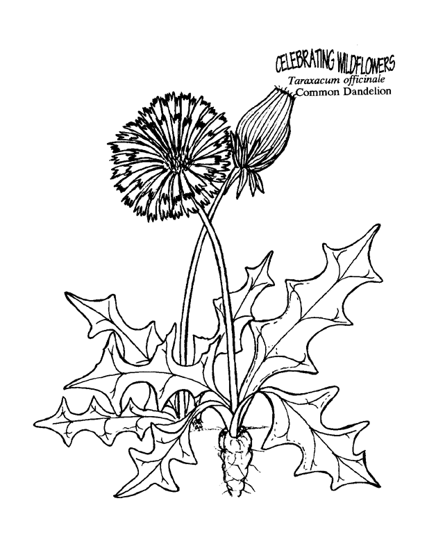 Dandelion coloring #20, Download drawings