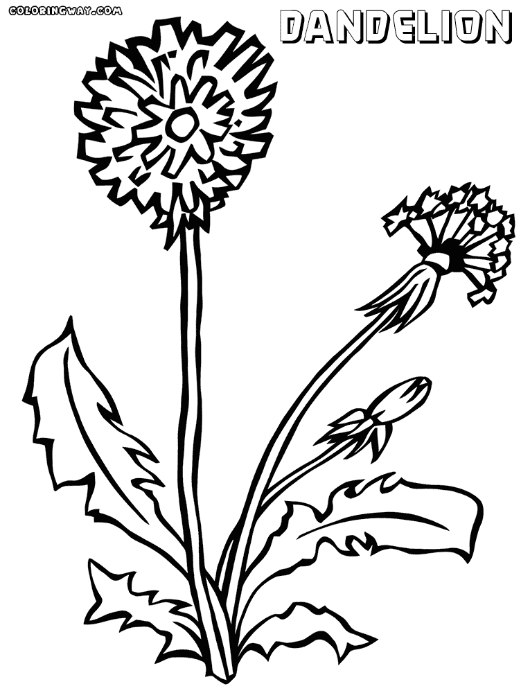 Dandelion coloring #19, Download drawings