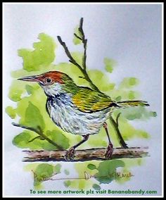 Dark-necked Tailorbird svg #13, Download drawings