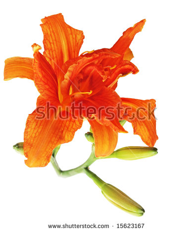 Daylily clipart #13, Download drawings