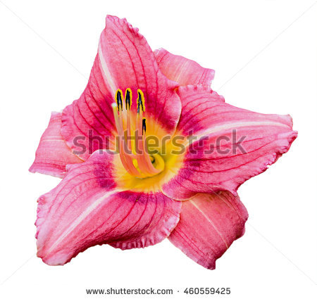 Daylily clipart #18, Download drawings