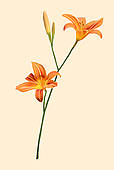 Daylily clipart #15, Download drawings
