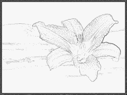 Daylily coloring #8, Download drawings