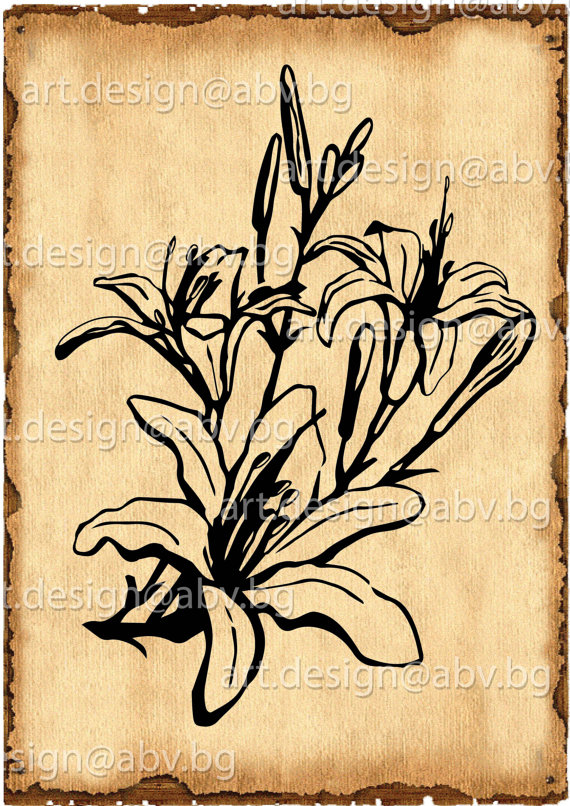 Daylily svg #6, Download drawings