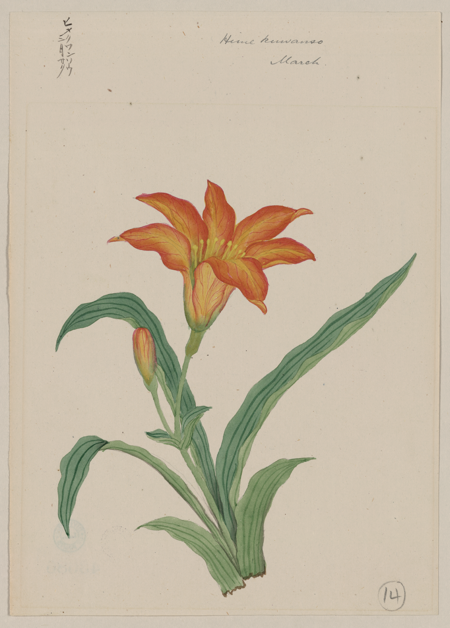 Daylily svg #5, Download drawings