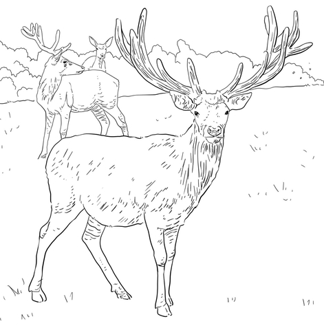 Red Deer coloring #17, Download drawings