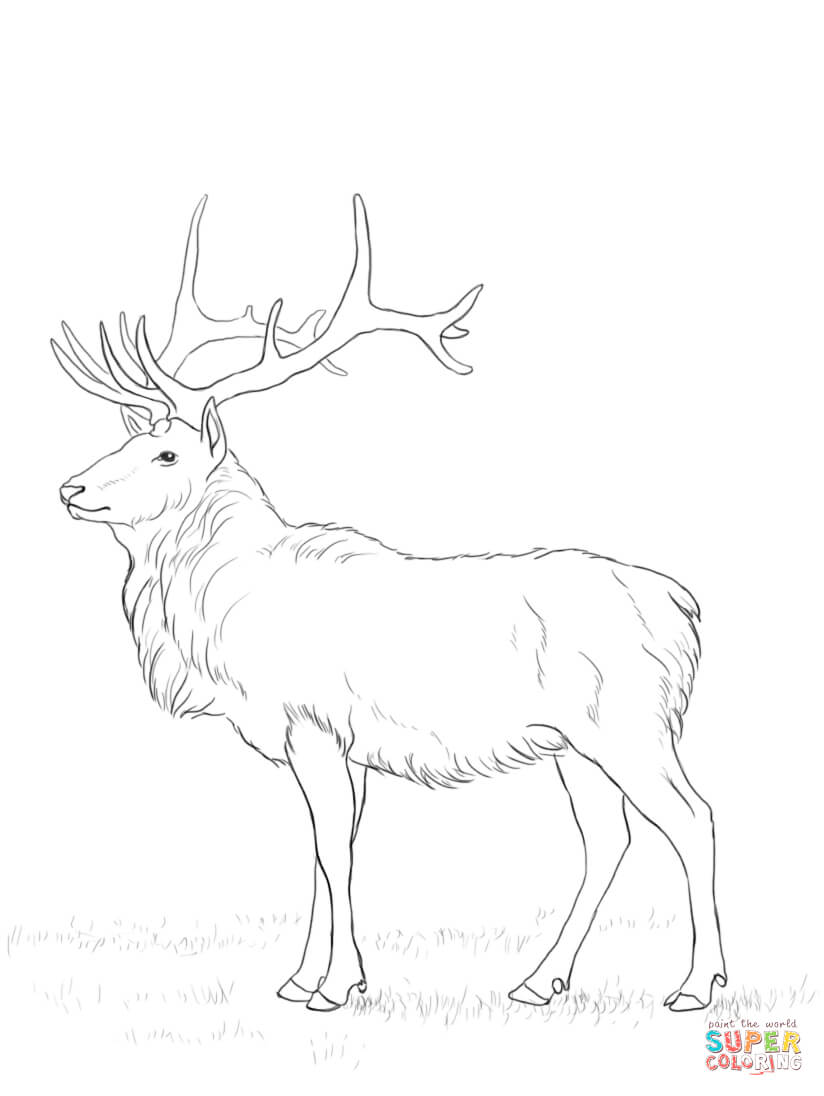 Red Deer coloring #15, Download drawings