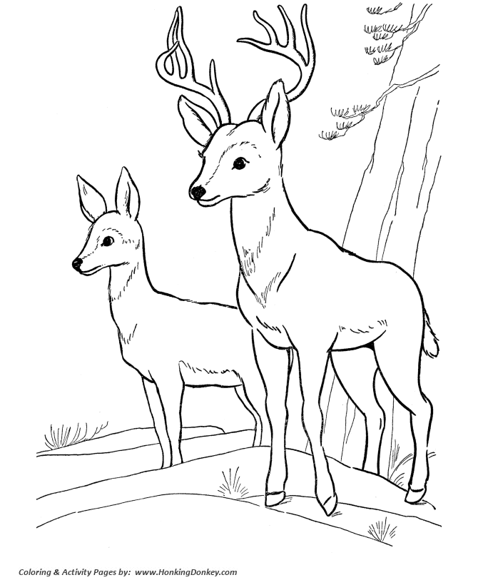 Deer coloring #5, Download drawings
