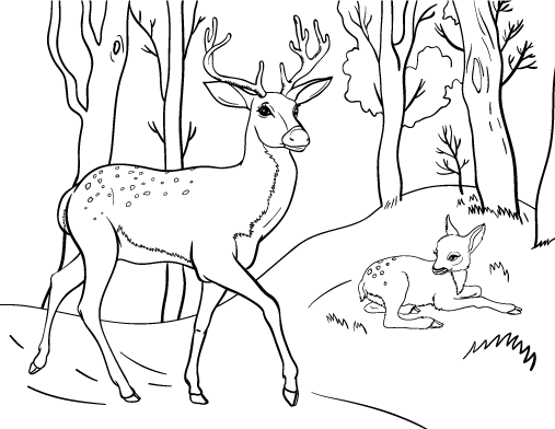 Deer coloring #3, Download drawings