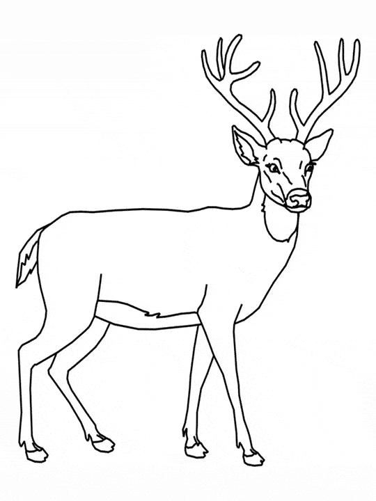 Deer coloring #13, Download drawings
