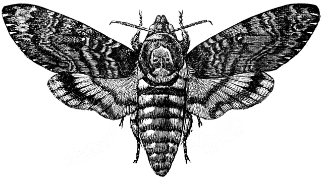 Deaths Head Moth clipart #20, Download drawings