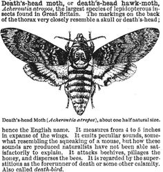 Deaths Head Moth clipart #8, Download drawings