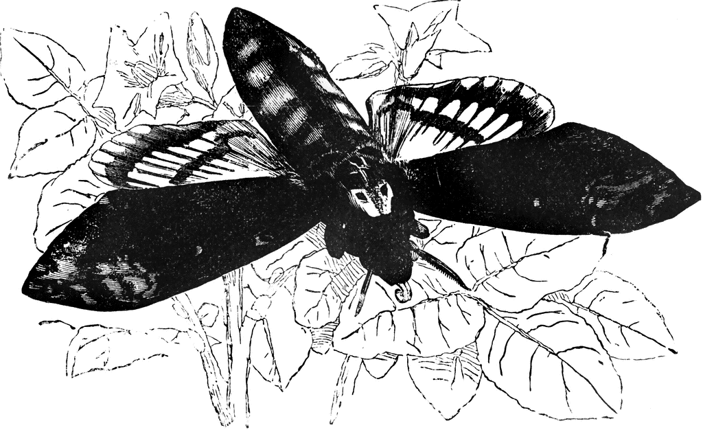 Deaths Head Moth clipart #7, Download drawings