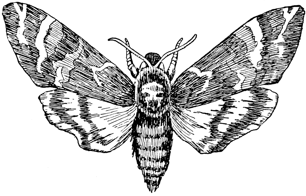 Deaths Head Moth clipart #16, Download drawings