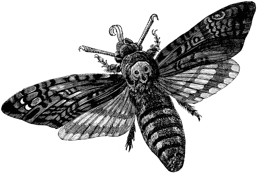 Deaths Head Moth clipart #9, Download drawings