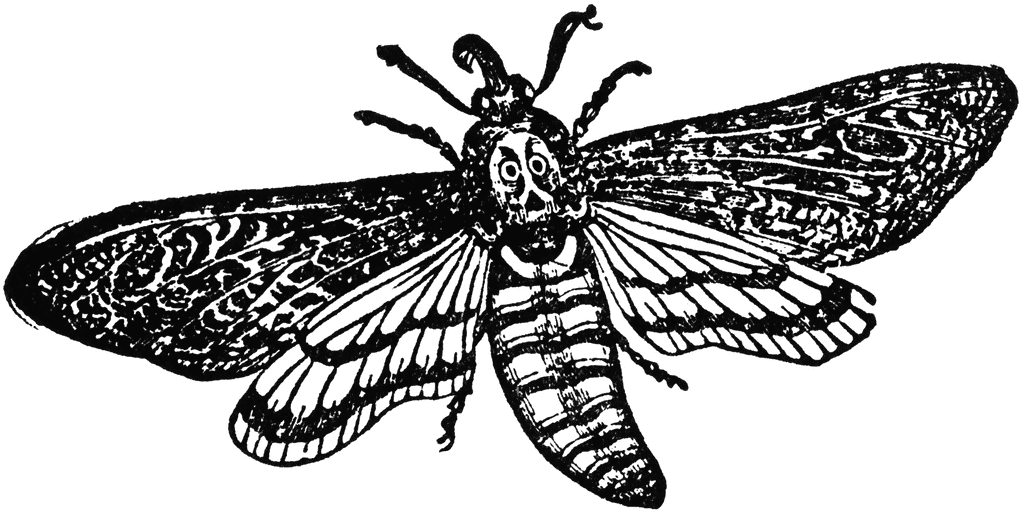 Deaths Head Moth clipart #18, Download drawings