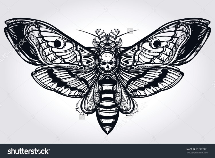 Deaths Head Moth clipart #5, Download drawings