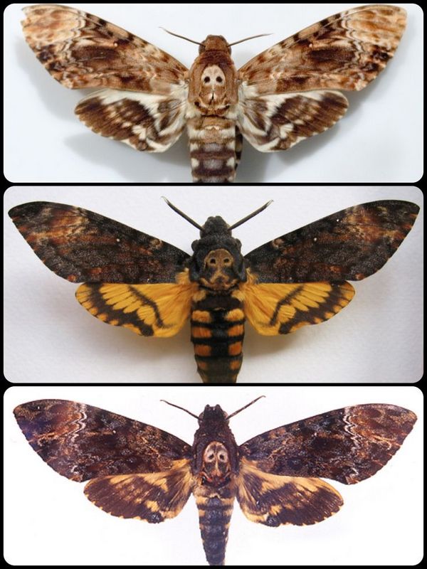 Deaths Head Moth coloring #8, Download drawings