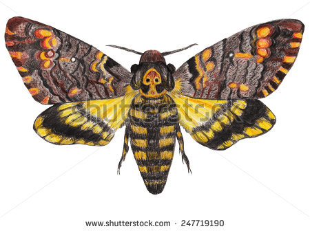 Deaths Head Moth coloring #11, Download drawings