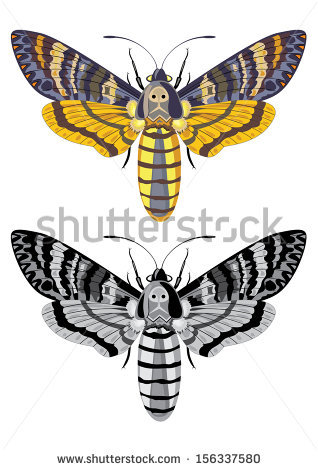 Deaths Head Moth coloring #7, Download drawings