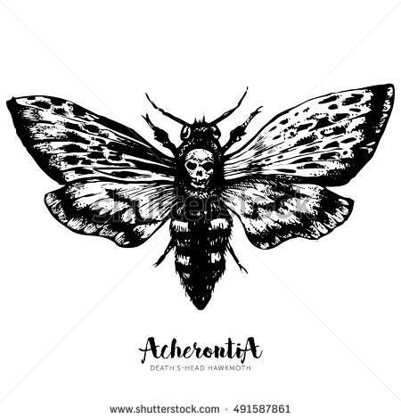 Deaths Head Moth coloring #18, Download drawings
