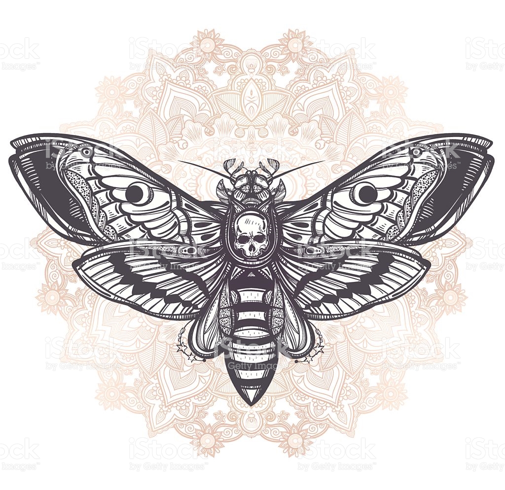 Deaths Head Moth coloring #9, Download drawings