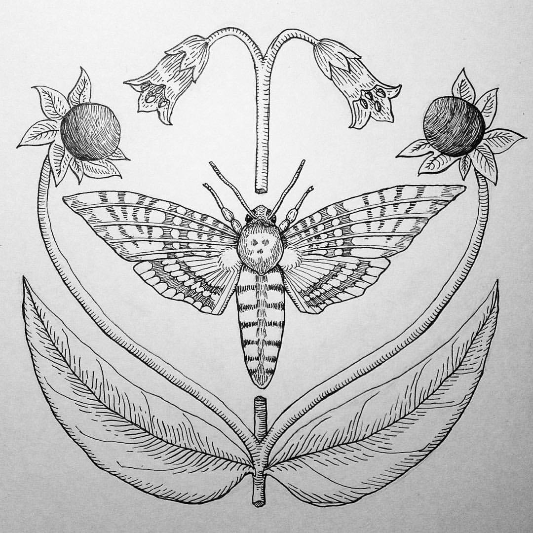 Deaths Head Moth svg #5, Download drawings