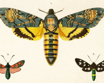 Deaths Head Moth svg #15, Download drawings