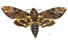 Deaths Head Moth svg #12, Download drawings