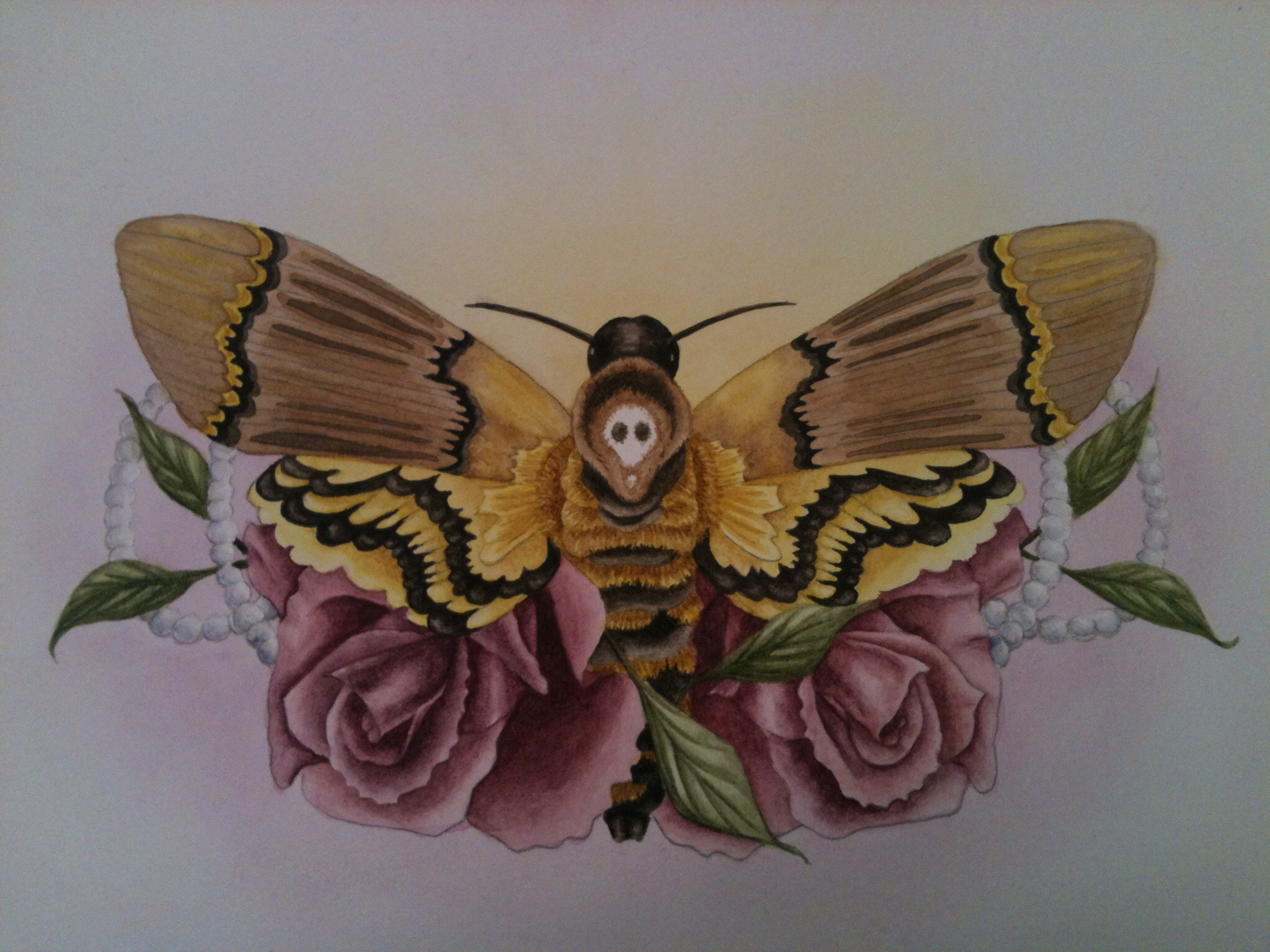 Deaths Head Moth svg #4, Download drawings