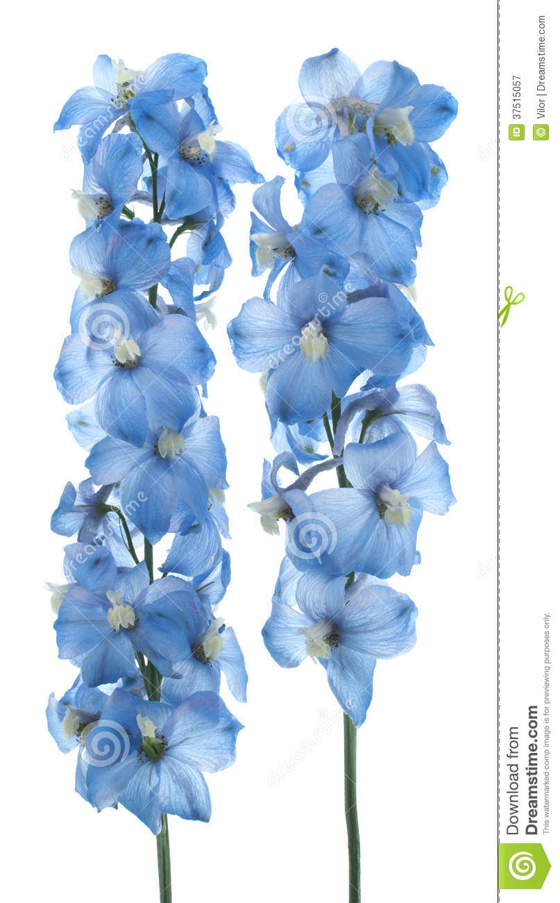 Delphinium clipart #2, Download drawings