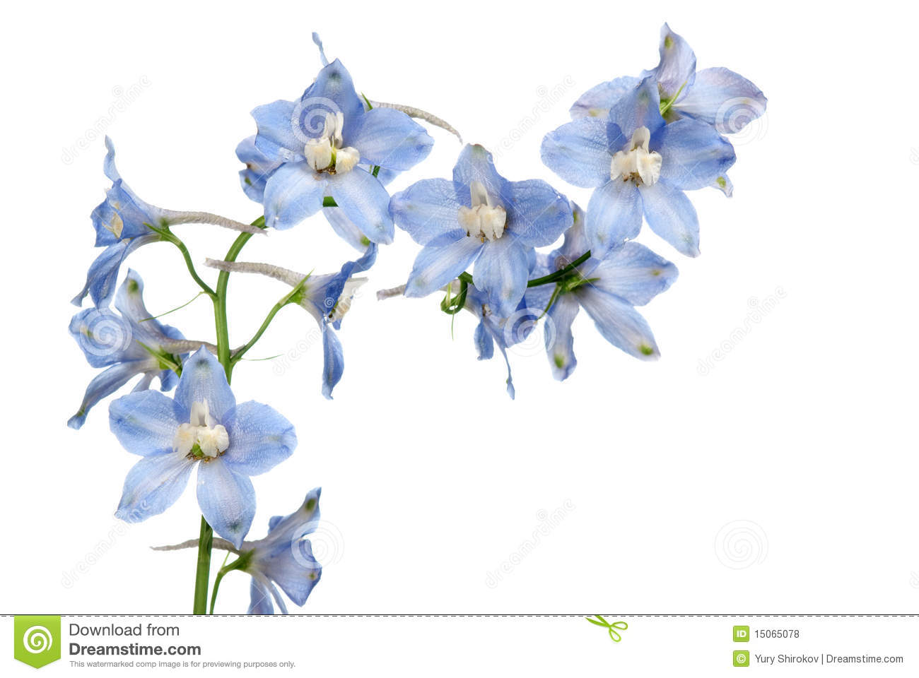 Delphinium clipart #9, Download drawings