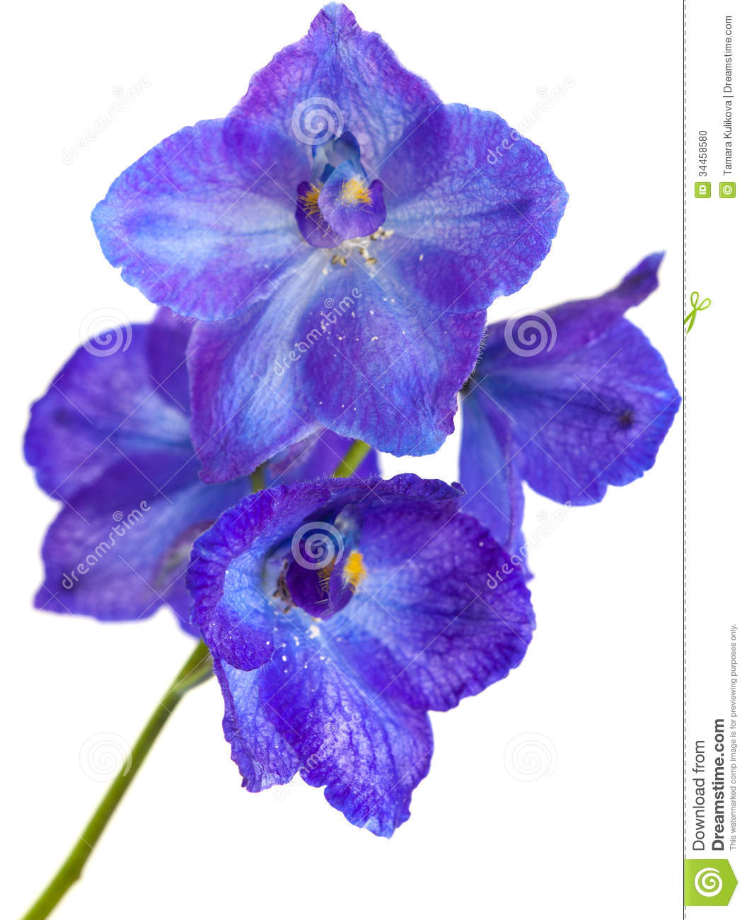 Delphinium clipart #11, Download drawings