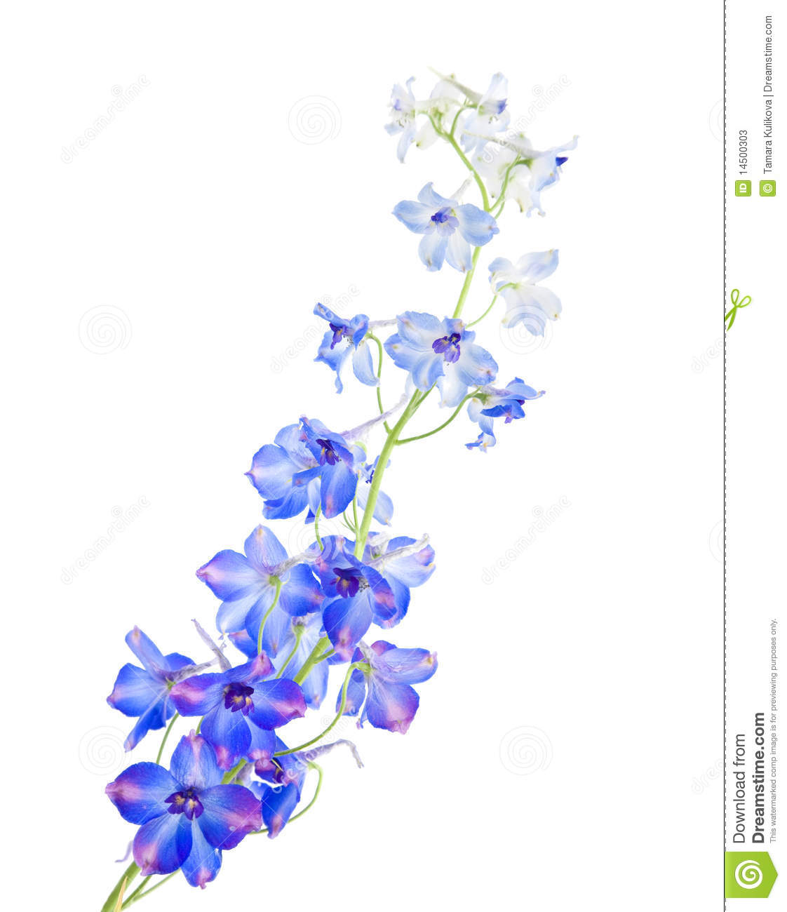 Delphinium clipart #8, Download drawings
