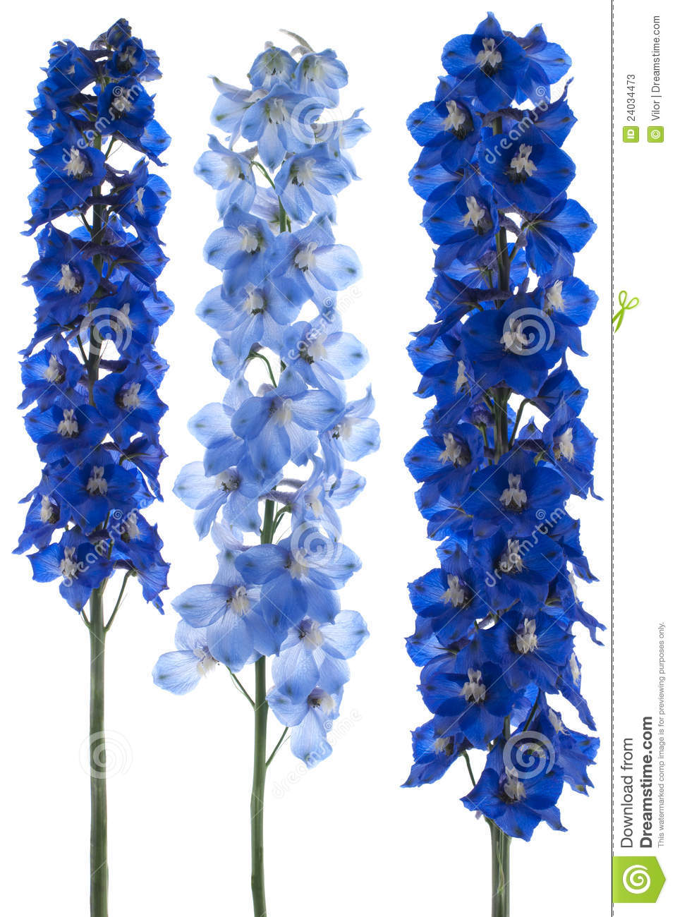 Delphinium clipart #4, Download drawings