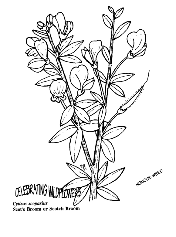 Delphinium coloring #8, Download drawings