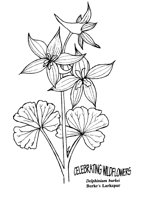 Delphinium coloring #2, Download drawings