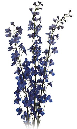 Delphinium svg #10, Download drawings